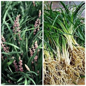 20+ Mondo Grass Plants